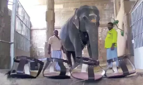 ഗാന്ധിമതി ഇനി ചെരുപ്പിടും; ആനക്ക്​ പാദരക്ഷകൾ നൽകി നെ​ല്ലൈയപ്പർ ക്ഷേത്ര ഭക്തർ