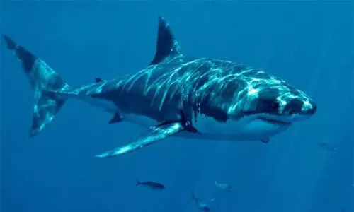 Two women killed in shark attacks