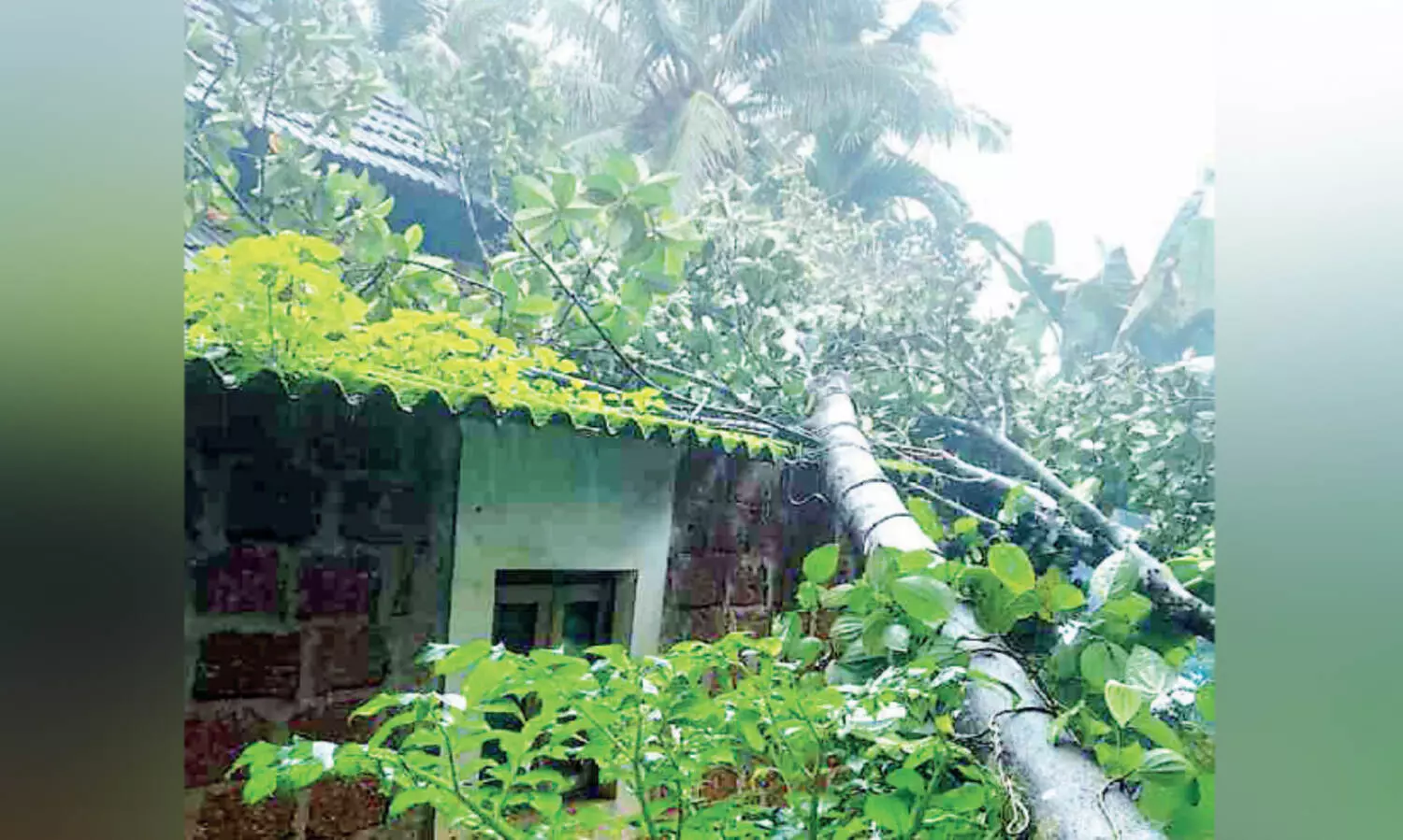 മരങ്ങള്‍ വീണ് രണ്ട് വീട് തകര്‍ന്നു