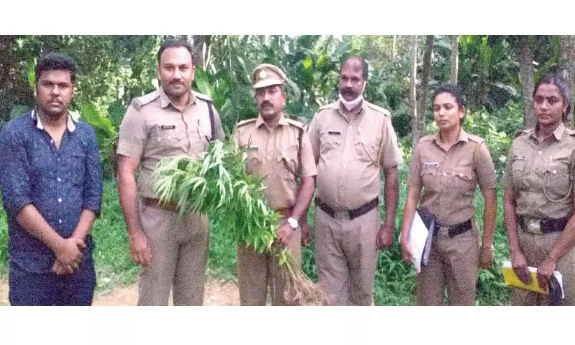 വെങ്ങാനൂരിൽ ഒഴിഞ്ഞ പറമ്പിൽ കഞ്ചാവ്​ ചെടികൾ കണ്ടെത്തി