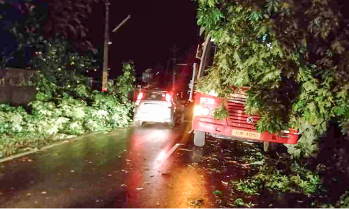 പാതയോരത്തെ വൻ മരങ്ങൾ ഭീഷണി: ഭീതിയോടെ യാത്രക്കാർ പാതയോരത്തെ വൻ മരങ്ങൾ ഭീഷണി: ഭീതിയോടെ യാത്രക്കാർ