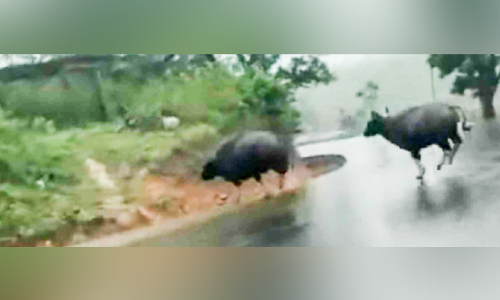 കുട്ടിക്കാനം-കട്ടപ്പന റോഡിൽ കാട്ടുപോത്തിറങ്ങി