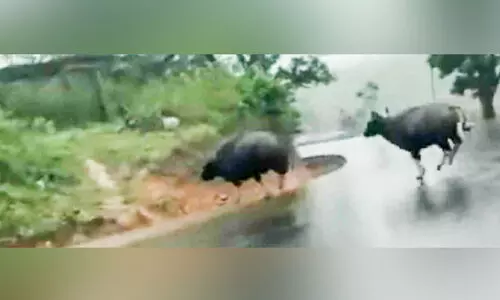 കുട്ടിക്കാനം-കട്ടപ്പന റോഡിൽ കാട്ടുപോത്തിറങ്ങി കുട്ടിക്കാനം-കട്ടപ്പന റോഡിൽ കാട്ടുപോത്തിറങ്ങി