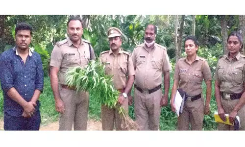 വെങ്ങാനൂരിൽ ഒഴിഞ്ഞ പറമ്പിൽ കഞ്ചാവ്​ ചെടികൾ കണ്ടെത്തി