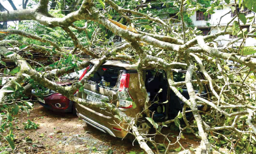 താലൂക്കാശുപത്രിയിൽ മരം കടപുഴകി രണ്ടു കാറുകൾ തകർന്നു