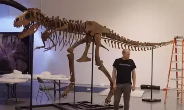 ലേലത്തിനെത്തുന്നു; 76 ദശലക്ഷം വർഷം പഴക്കമുള്ള ഭീമൻ ദിനോസറിന്‍റെ ഫോസിൽ