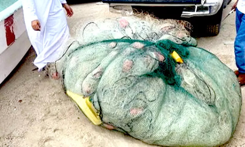 നിരോധിത വലകൾ പിടിച്ചെടുത്തു