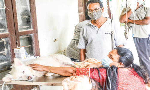 സൂക്ഷിക്കുക; വളർത്തുനായ്ക്കളിൽ പാർവോ വൈറസ് പടരുന്നു