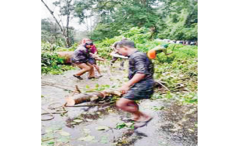 ജീവനെടുത്ത് ഏലത്തോട്ടത്തിലെ മരങ്ങൾ; പത്ത് വർഷത്തിനിടെ മരിച്ചത് 60ലധികം പേർ