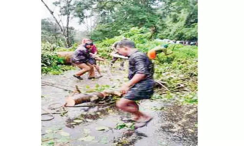 ജീവനെടുത്ത് ഏലത്തോട്ടത്തിലെ മരങ്ങൾ; പത്ത് വർഷത്തിനിടെ മരിച്ചത് 60ലധികം പേർ ജീവനെടുത്ത് ഏലത്തോട്ടത്തിലെ മരങ്ങൾ; പത്ത് വർഷത്തിനിടെ മരിച്ചത് 60ലധികം പേർ
