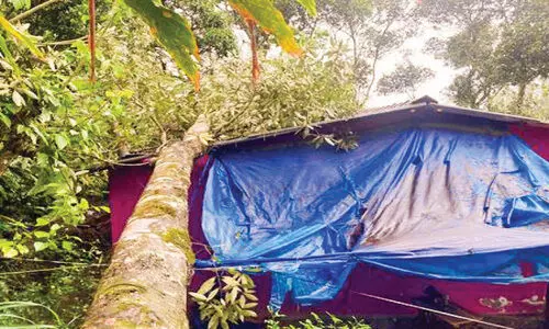 മഴയിൽ വിറച്ച് മലയോരം; മരങ്ങൾ വീണ് മൂന്ന് മരണം