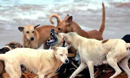stray dog attack