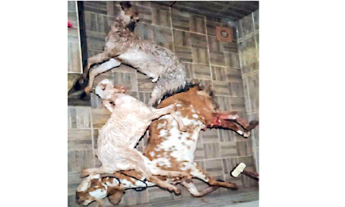 അജ്ഞാത ജീവി ആക്രമണം: മൂന്ന് ആടുകള്‍ ചത്തു