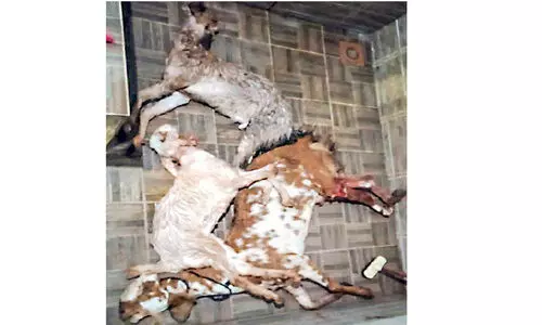 അജ്ഞാത ജീവി ആക്രമണം: മൂന്ന് ആടുകള്‍ ചത്തു