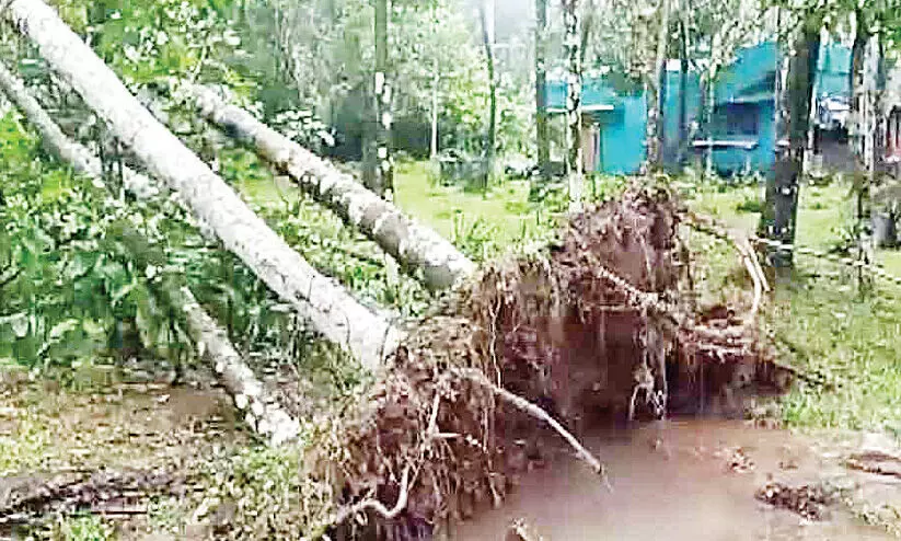 കാട്ടാനകൾ വീണ്ടുമെത്തി; കുന്നത്തുപാടത്ത് വ്യാപകമായി കൃഷി നശിപ്പിച്ചു