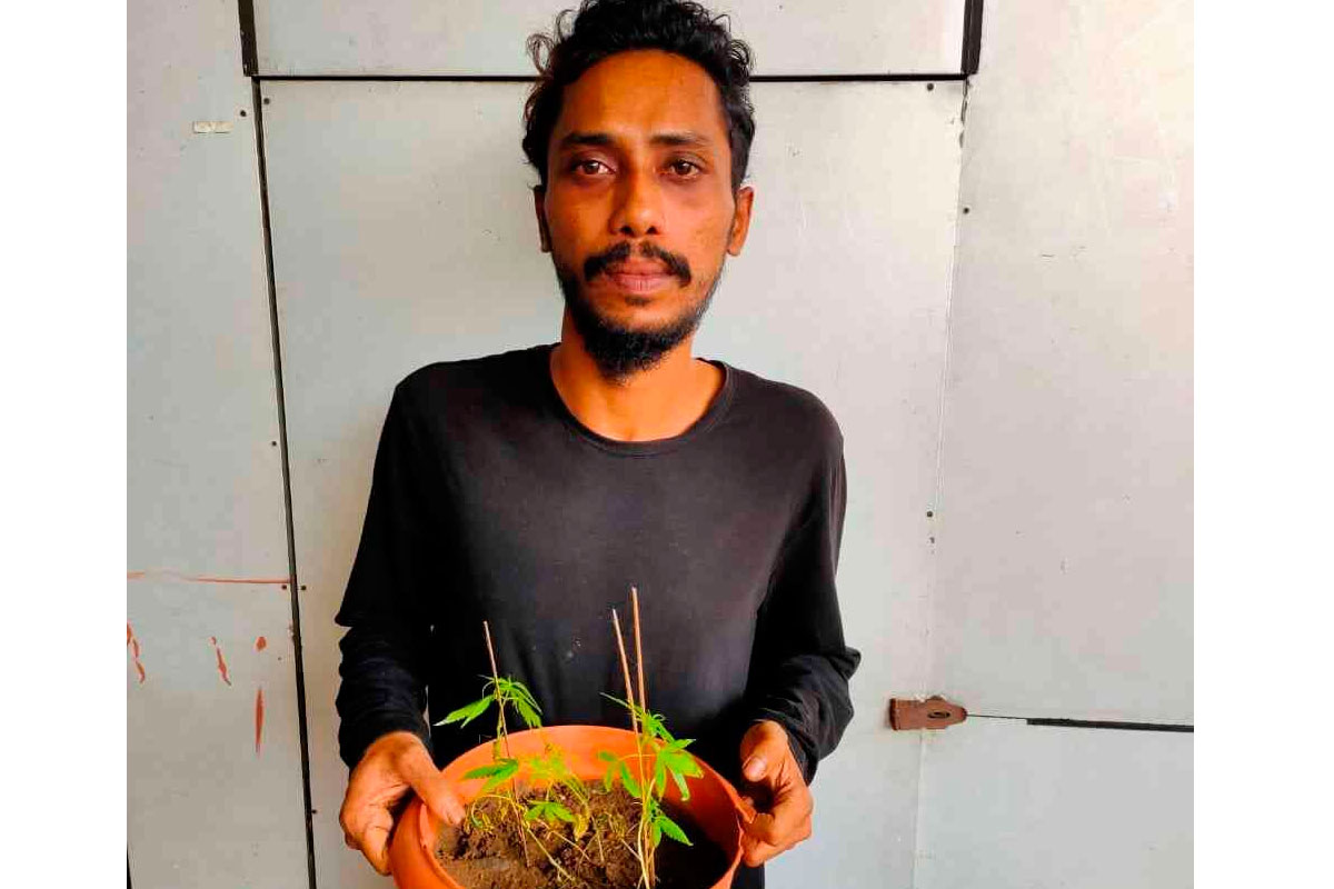 കഞ്ചാവ് ചെടി വളർത്തിയ യുവാവ് അറസ്റ്റിൽ കഞ്ചാവ് ചെടി വളർത്തിയ യുവാവ് അറസ്റ്റിൽ