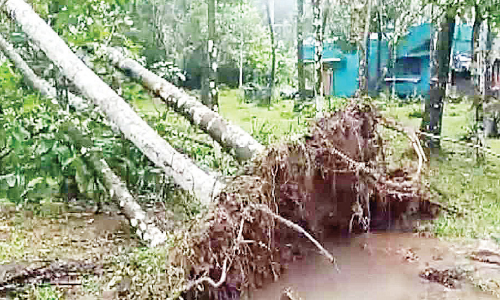 കാട്ടാനകൾ വീണ്ടുമെത്തി; കുന്നത്തുപാടത്ത് വ്യാപകമായി കൃഷി നശിപ്പിച്ചു