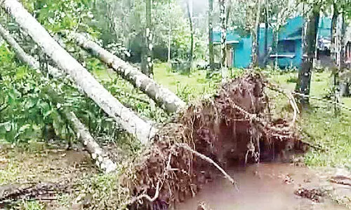 കാട്ടാനകൾ വീണ്ടുമെത്തി; കുന്നത്തുപാടത്ത് വ്യാപകമായി കൃഷി നശിപ്പിച്ചു