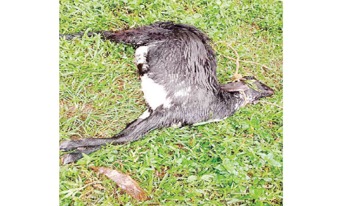 അജ്ഞാതജീവിയുടെ ആക്രമണം: ഭീതിയോടെ ഗൃഹനാഥൻ