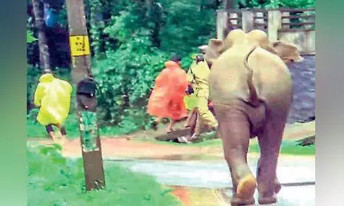 പട്ടാപ്പകൽ സംസ്ഥാനപാതയിൽ കാട്ടാനകളുടെ വിഹാരം പട്ടാപ്പകൽ സംസ്ഥാനപാതയിൽ കാട്ടാനകളുടെ വിഹാരം