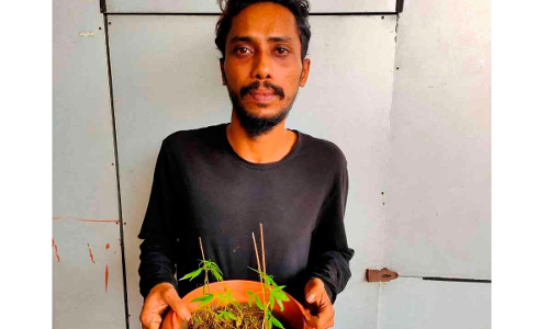 കഞ്ചാവ് ചെടി വളർത്തിയ യുവാവ് അറസ്റ്റിൽ