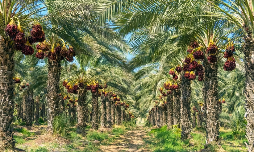 ചരിത്രമുറങ്ങും സൽമാനുൽ ഫാരിസിയുടെ ഈത്തപ്പനത്തോട്ടം ചരിത്രമുറങ്ങും സൽമാനുൽ ഫാരിസിയുടെ ഈത്തപ്പനത്തോട്ടം