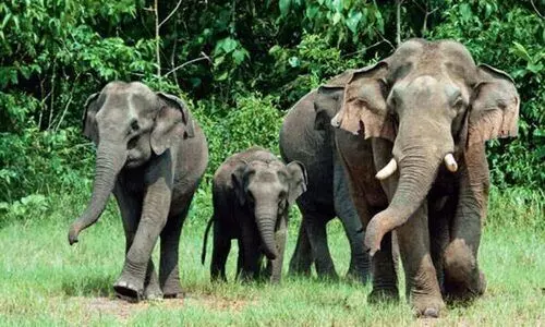 വടക്കനാട് കാട്ടാനകളുടെ വിളയാട്ടം; നിസ്സഹായതയിൽ വനം വകുപ്പ് വടക്കനാട് കാട്ടാനകളുടെ വിളയാട്ടം; നിസ്സഹായതയിൽ വനം വകുപ്പ്