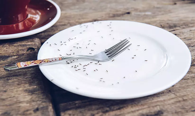 പ്രാണിശല്യവും ശുചിത്വക്കുറവും; ഭക്ഷണശാല അടച്ചുപൂട്ടി പ്രാണിശല്യവും ശുചിത്വക്കുറവും; ഭക്ഷണശാല അടച്ചുപൂട്ടി