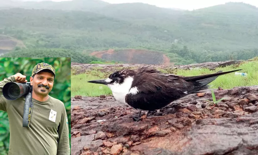 ക​ട​ലി​ല്‍ കാ​ണു​ന്ന ക​റു​ത്ത ക​ട​ല്‍ ആ​ള മ​ഞ്ചേ​രി​യി​ൽ