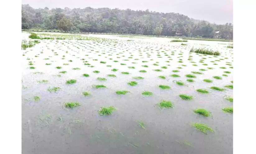 ഏഴോം പഞ്ചായത്തിൽ 150 ഏക്കറോളം കൈപ്പാട് കൃഷി വെള്ളത്തിൽ ഏഴോം പഞ്ചായത്തിൽ 150 ഏക്കറോളം കൈപ്പാട് കൃഷി വെള്ളത്തിൽ