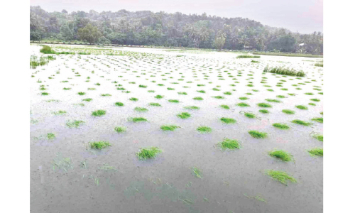 ഏഴോം പഞ്ചായത്തിൽ 150 ഏക്കറോളം കൈപ്പാട് കൃഷി വെള്ളത്തിൽ