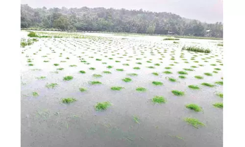 ഏഴോം പഞ്ചായത്തിൽ 150 ഏക്കറോളം കൈപ്പാട് കൃഷി വെള്ളത്തിൽ