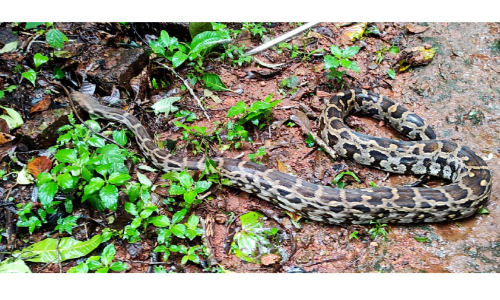 ചൂടുതേടി പെരുമ്പാമ്പുകൾ വീടുകളിലേക്ക്; മഴക്കാലത്ത് പിടിയിലായത് 200ലേറെ