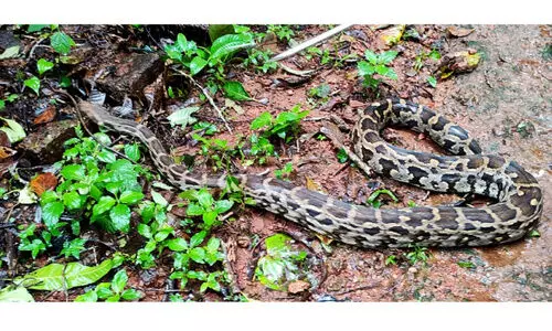 ചൂടുതേടി പെരുമ്പാമ്പുകൾ വീടുകളിലേക്ക്; മഴക്കാലത്ത് പിടിയിലായത് 200ലേറെ