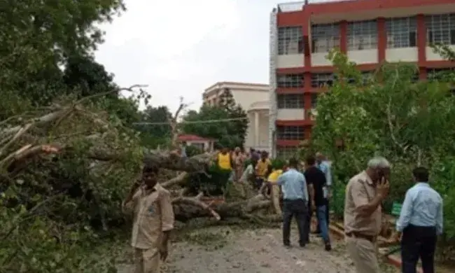 250 വർഷം പഴക്കമുള്ള മരം വീണ് വിദ്യാർഥി മരിച്ചു
