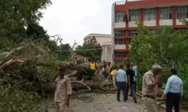 250 വർഷം പഴക്കമുള്ള മരം വീണ് വിദ്യാർഥി മരിച്ചു