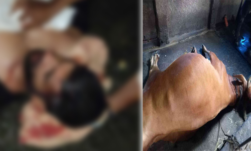 പശുവിനെ മറവ് ചെയ്യുന്നതുമായി ബന്ധപ്പെട്ടുള്ള തർക്കം ;  സംഘർഷം, നിരവധി പേർക്ക് പരിക്ക്