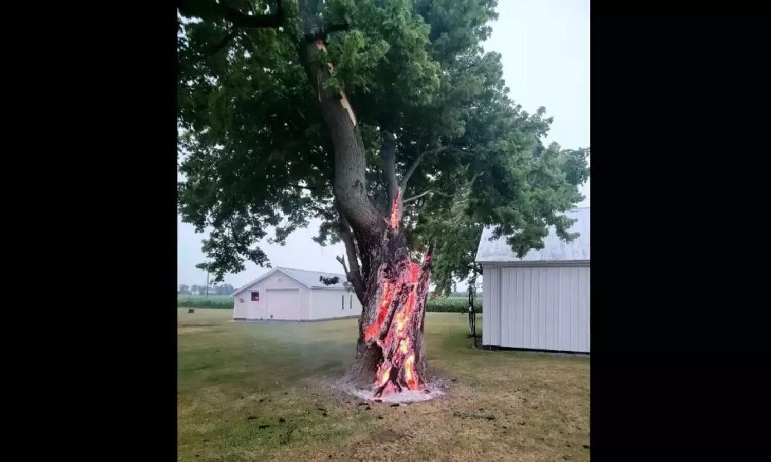 പച്ച മരം നിന്ന് കത്തുന്നത് കാണണോ? ദാ ക​ണ്ടോളൂ!