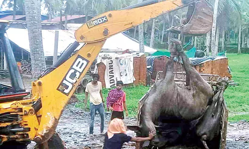 ആലത്തിയൂരിലെ ഫാമിലെത്തിച്ച പോത്തുകളിൽ ആറെണ്ണം കൂടി ചത്തു ആലത്തിയൂരിലെ ഫാമിലെത്തിച്ച പോത്തുകളിൽ ആറെണ്ണം കൂടി ചത്തു