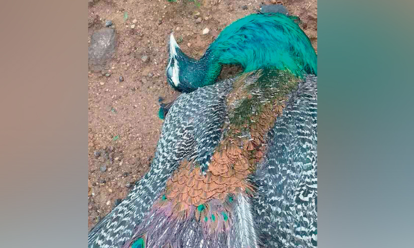 ഷോക്കേറ്റ് മയിൽ ചത്തു ഷോക്കേറ്റ് മയിൽ ചത്തു