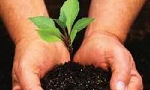 ഹരിയാലി മഹോത്സവ് പദ്ധതിക്ക് കടലുണ്ടിയിൽ തുടക്കം