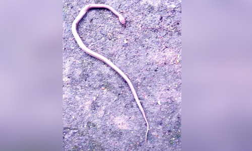 സ്കൂളിലെ ശുചിമുറിയിൽ പാമ്പ്