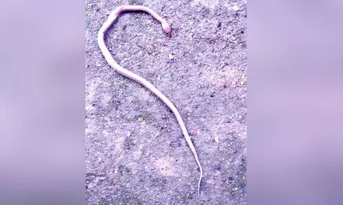 സ്കൂളിലെ ശുചിമുറിയിൽ പാമ്പ്