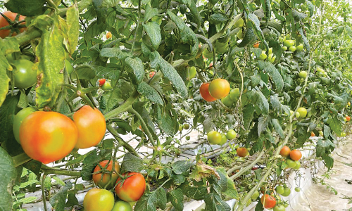 കാർഷിക ഉൽപാദനത്തിൽ നേട്ടം കൊയ്ത് ഖത്തർ കാർഷിക ഉൽപാദനത്തിൽ നേട്ടം കൊയ്ത് ഖത്തർ