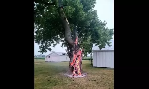 പച്ച മരം നിന്ന് കത്തുന്നത് കാണണോ? ദാ ക​ണ്ടോളൂ!