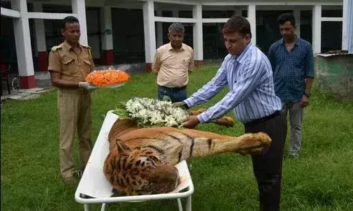 രാജ്യത്തെ പ്രായം കൂടിയ കടുവകളിലൊന്ന് ബംഗാളിൽ ചത്തു രാജ്യത്തെ പ്രായം കൂടിയ കടുവകളിലൊന്ന് ബംഗാളിൽ ചത്തു