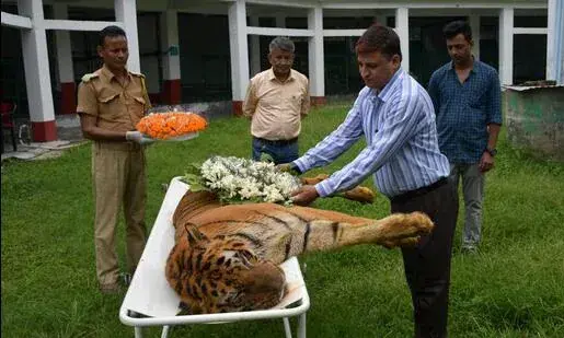 രാജ്യത്തെ പ്രായം കൂടിയ കടുവകളിലൊന്ന് ബംഗാളിൽ ചത്തു
