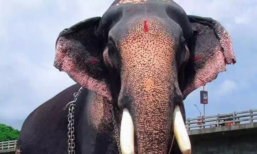 പാറമേക്കാവ് പത്മനാഭൻ വിടവാങ്ങി