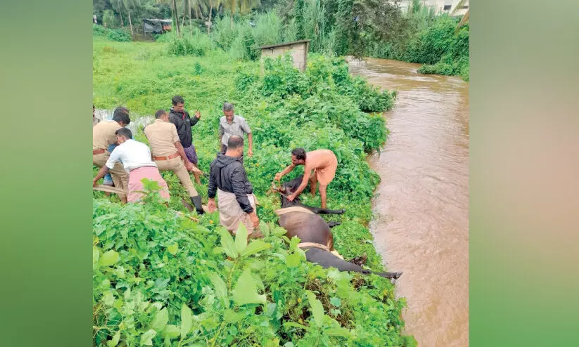 തോട്ടിൽ ഒലിച്ചെത്തിയ പശുവിനെ രക്ഷിച്ചു തോട്ടിൽ ഒലിച്ചെത്തിയ പശുവിനെ രക്ഷിച്ചു