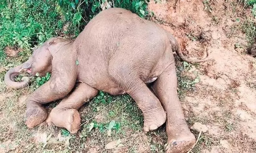 കോയമ്പത്തൂരിൽ കീടനാശിനി ഉള്ളിൽ ചെന്ന് ആന ചെരിഞ്ഞു